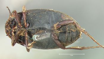 Media type: image;   Entomology 6030 Aspect: habitus ventral view